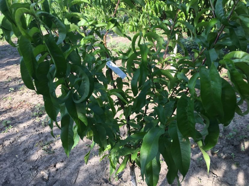  - piersic RUBINO SANGUINE de SAVOIE-rosu