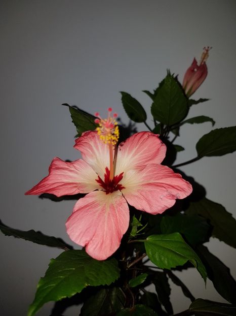  - Hibiscus Storcki