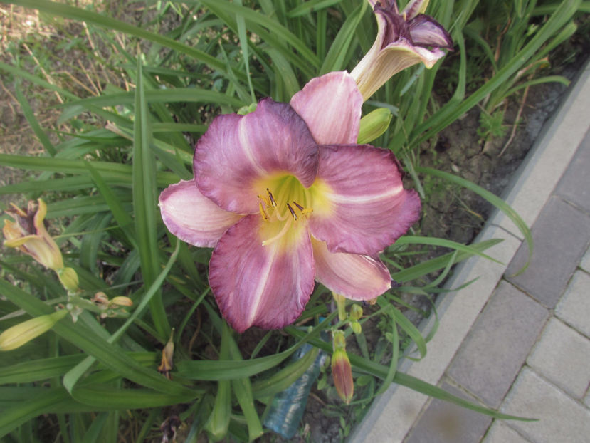  - A A Flori de gradina 2