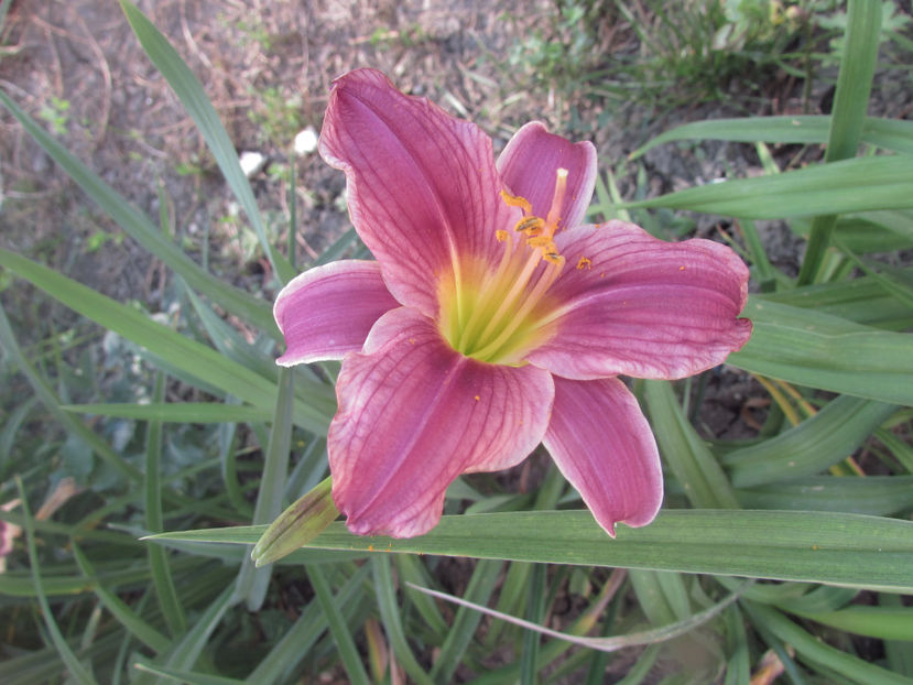  - A A Flori de gradina 2