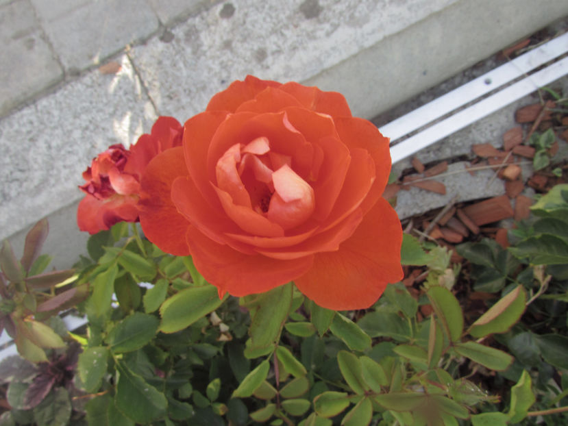  - A A Flori de gradina 2
