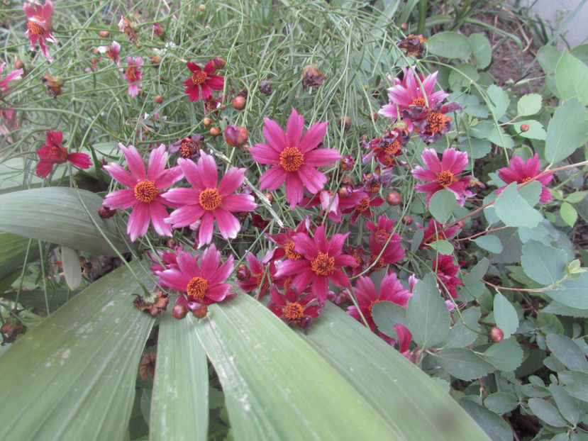  - A A Flori de gradina 2