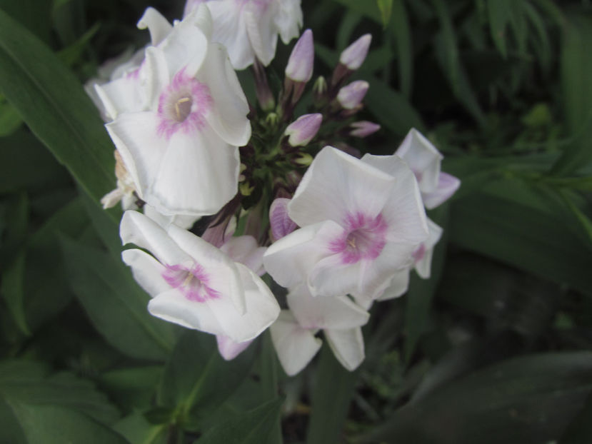  - A A Flori de gradina 2