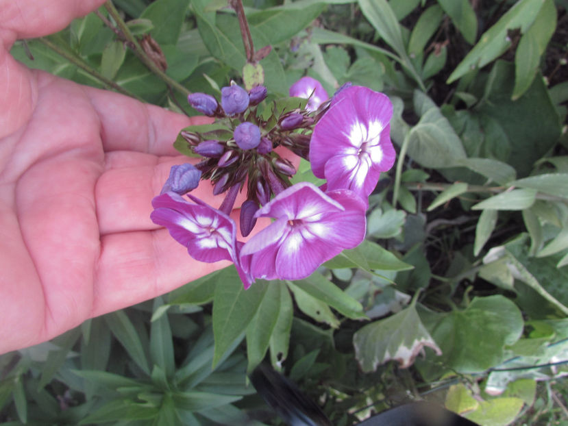  - A A Flori de gradina 2