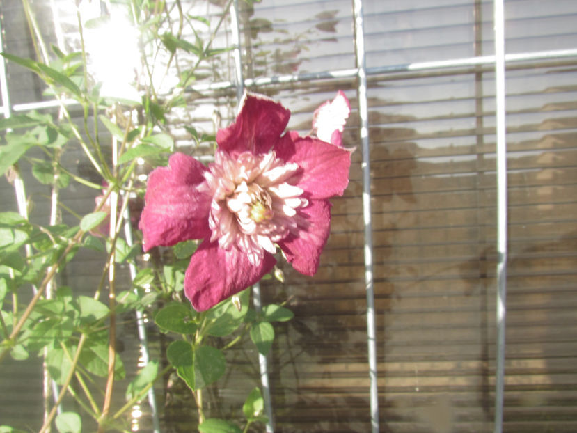  - A A Flori de gradina 2