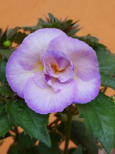 BriD’s 75-19 - Achi din semințe BriDs 2019