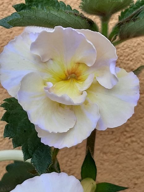 BriD’s Helena - Achi din semințe BriDs 2019