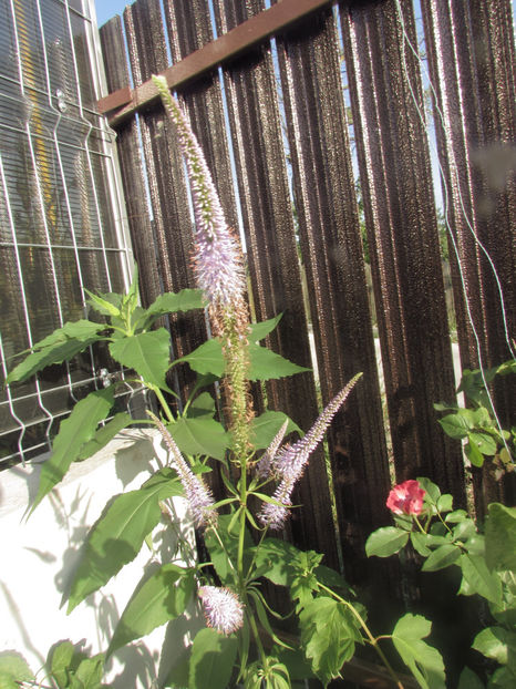  - A A Flori de gradina 2