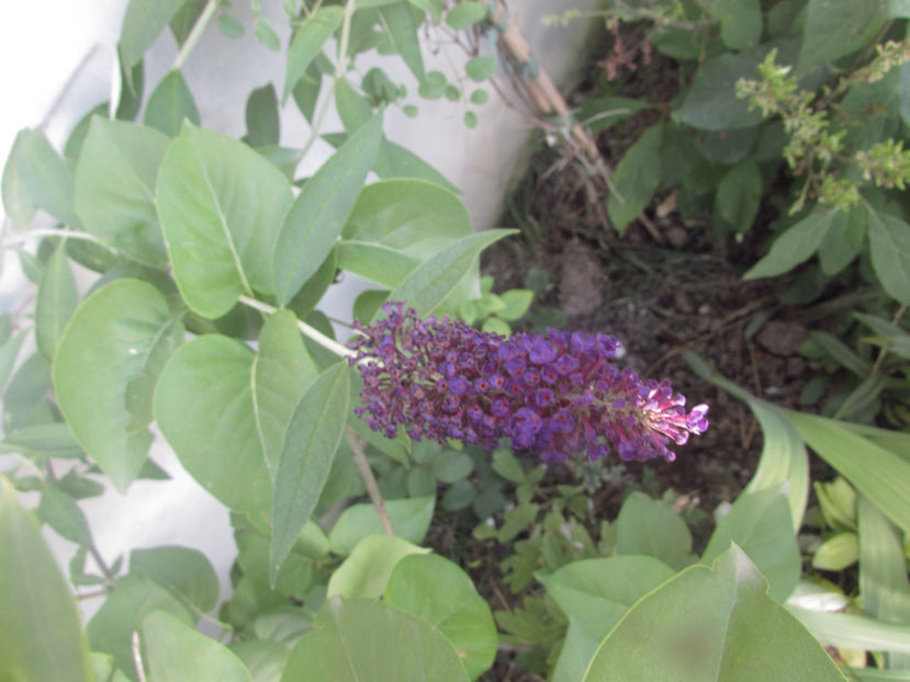  - A A Flori de gradina 2