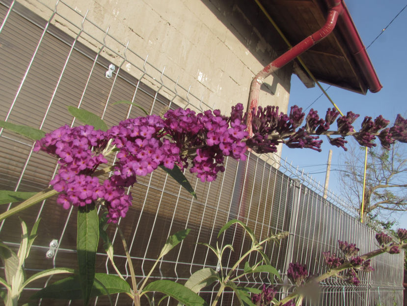  - A A Flori de gradina 2