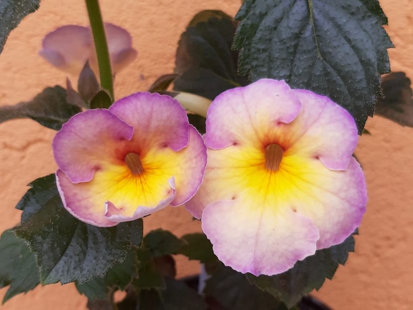 BriD’s - Achi din semințe BriDs 2018