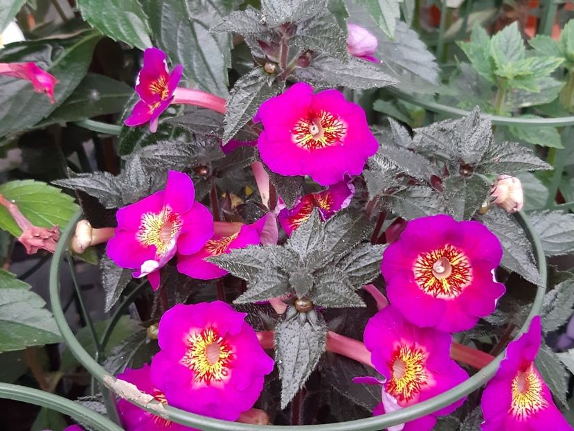 BriD’s Estella - Achi din semințe BriDs 2018