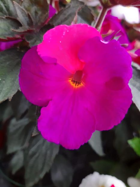 BriD’s - Achi din semințe BriDs 2018