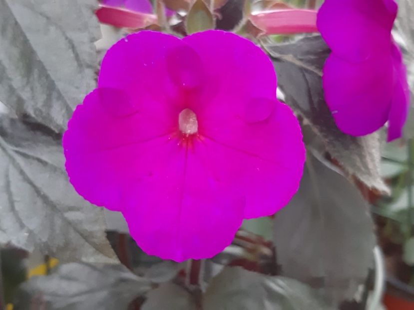 BriD’s Edina - Achi din semințe BriDs 2018