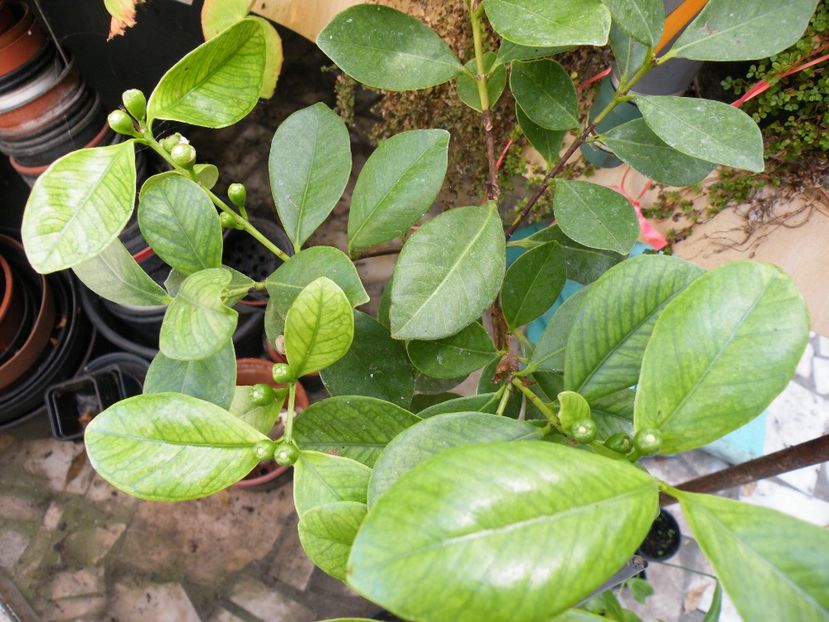 guava galbena cu boboci - 2019