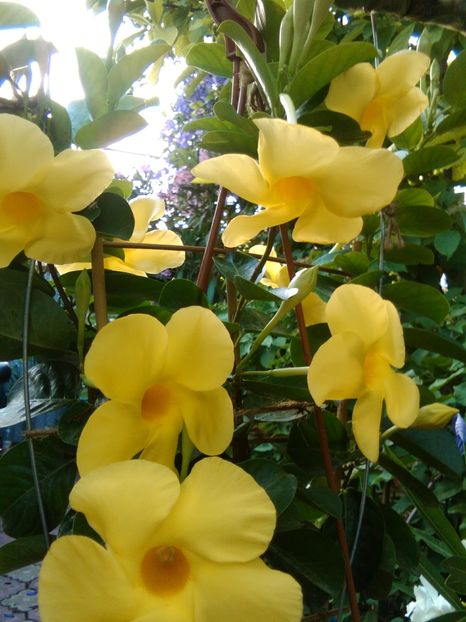  - Dipladenia sau iasomia braziliană