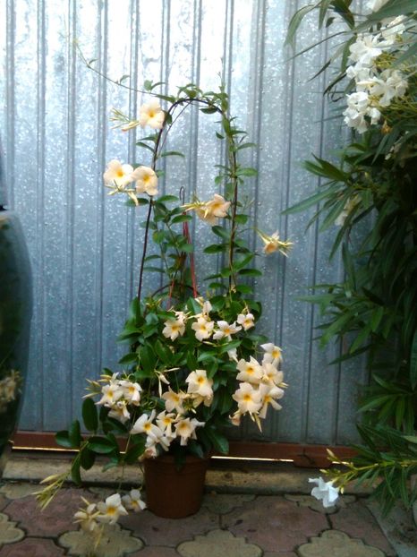 apricot - Dipladenia sau iasomia braziliană