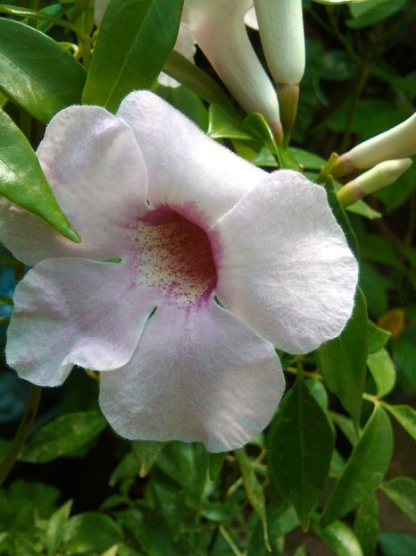  - Dipladenia sau iasomia braziliană