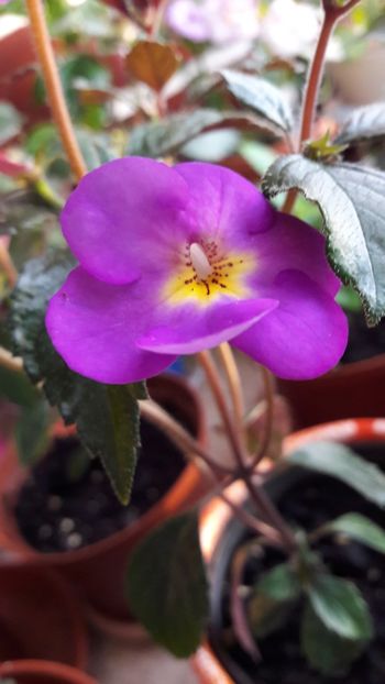  - 10 Achimenes 2019