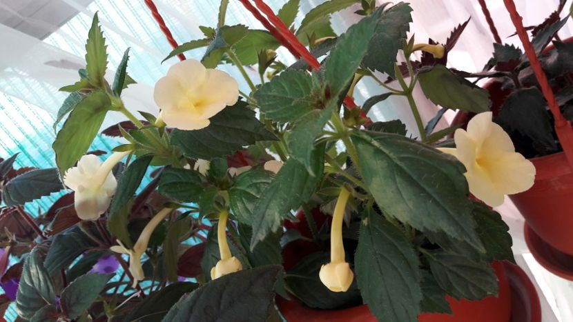  - 10 Achimenes 2019