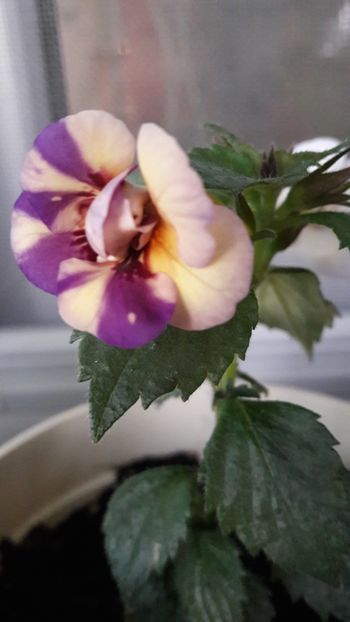  - 10 Achimenes 2019