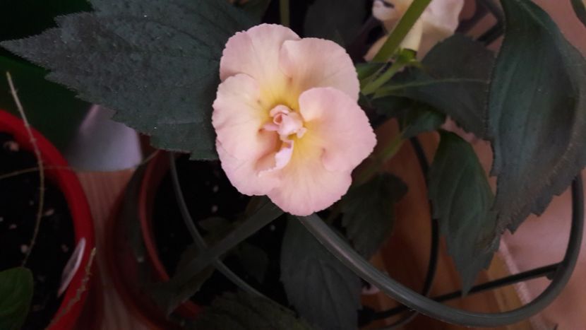  - 10 Achimenes 2019