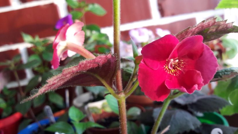  - 10 Achimenes 2019