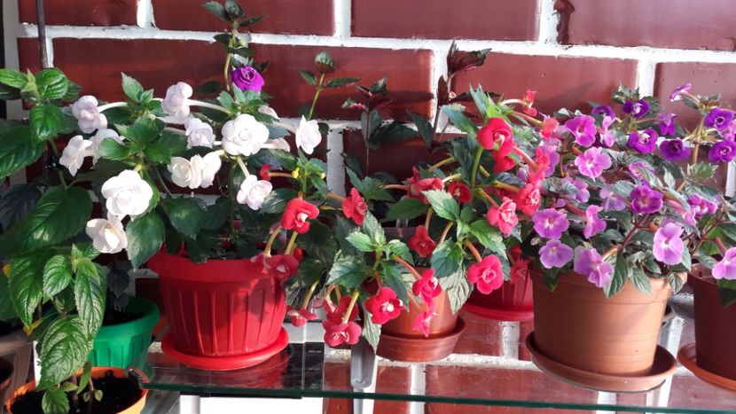  - 10 Achimenes 2019