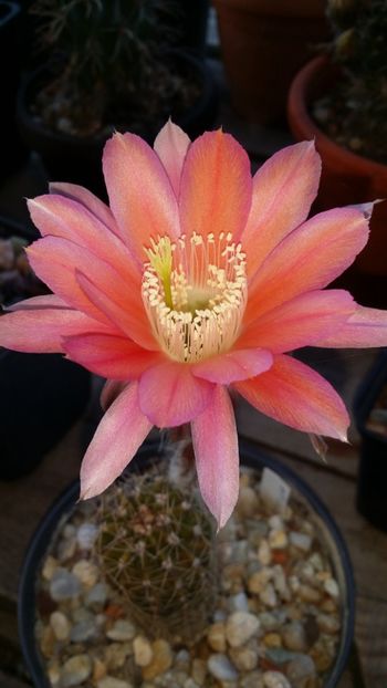  - cactusi 2019