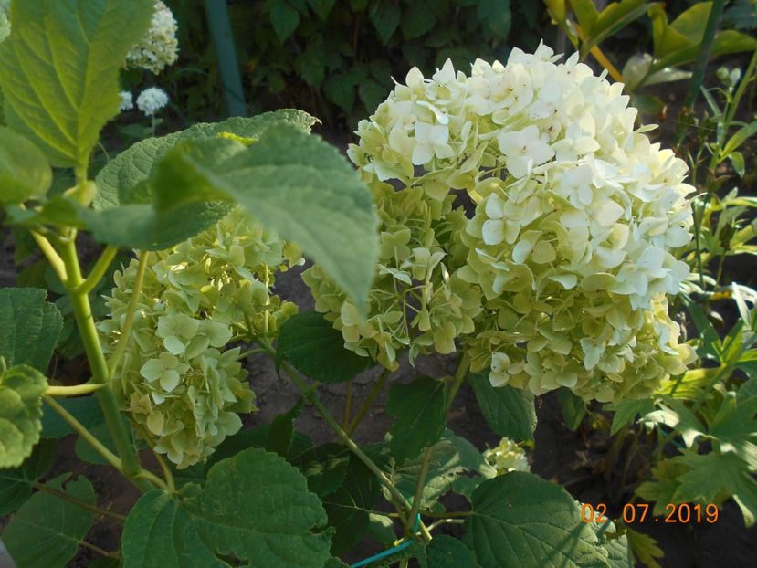  - 2Azalee-rhododendroni-hortensii-hoste 2019