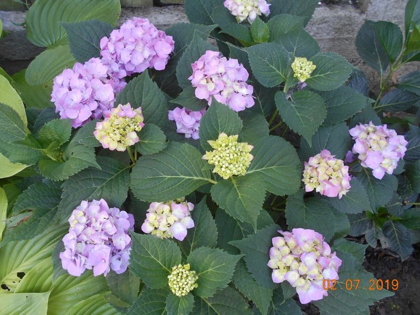  - 2Azalee-rhododendroni-hortensii-hoste 2019