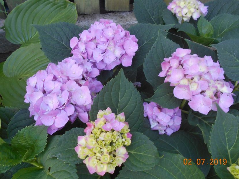  - 2Azalee-rhododendroni-hortensii-hoste 2019