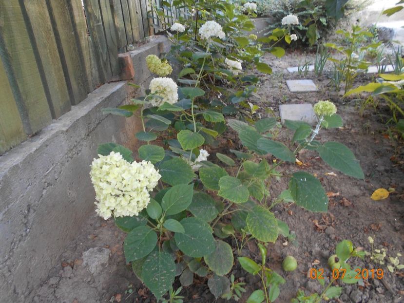  - 2Azalee-rhododendroni-hortensii-hoste 2019