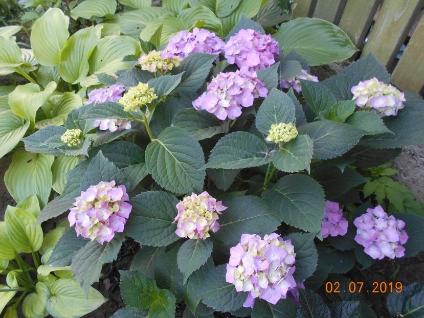  - 2Azalee-rhododendroni-hortensii-hoste 2019