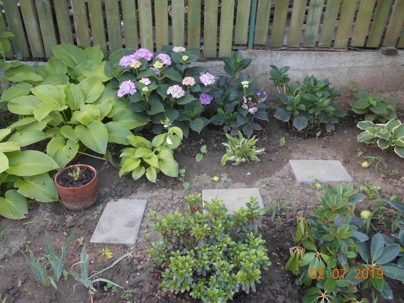  - 2Azalee-rhododendroni-hortensii-hoste 2019