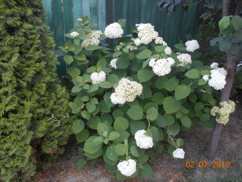  - 2Azalee-rhododendroni-hortensii-hoste 2019