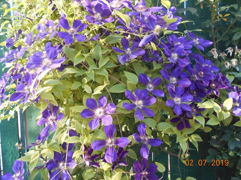  - 2Clematite 2019