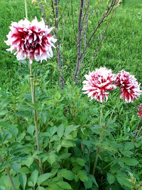  - AAAA_DALII 2015_2017_2018_2019_2020_2023