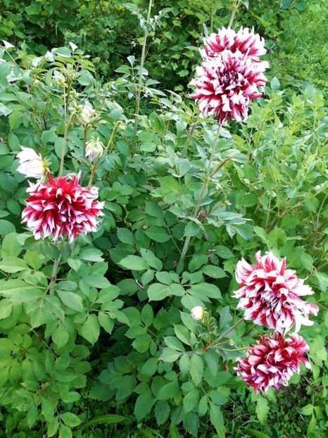  - AAAA_DALII 2015_2017_2018_2019_2020_2023