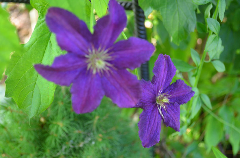  - dragostea  de natura