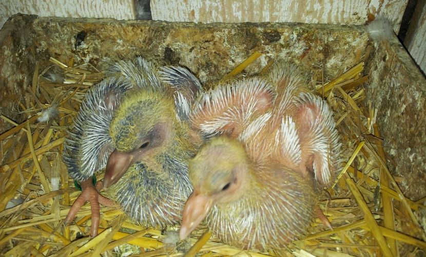 Perechea  7 . - 04 PUI TEXANI 2019