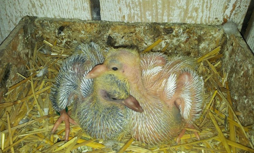 F - albastra  2358   si  M - alb  2359 - 04 PUI TEXANI 2019