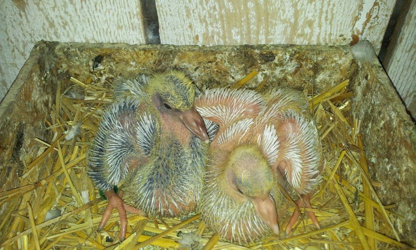  - 04 PUI TEXANI 2019