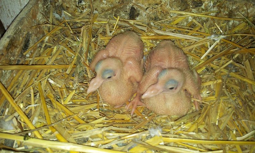 Perechea  8 . - 04 PUI TEXANI 2019