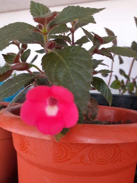 ROSY FROST - AA RIZOMI ACHIMENES 2022
