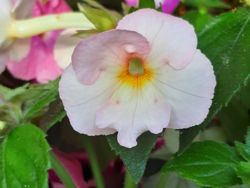 BriD’s Gitte - Achi din semințe BriDs 2018