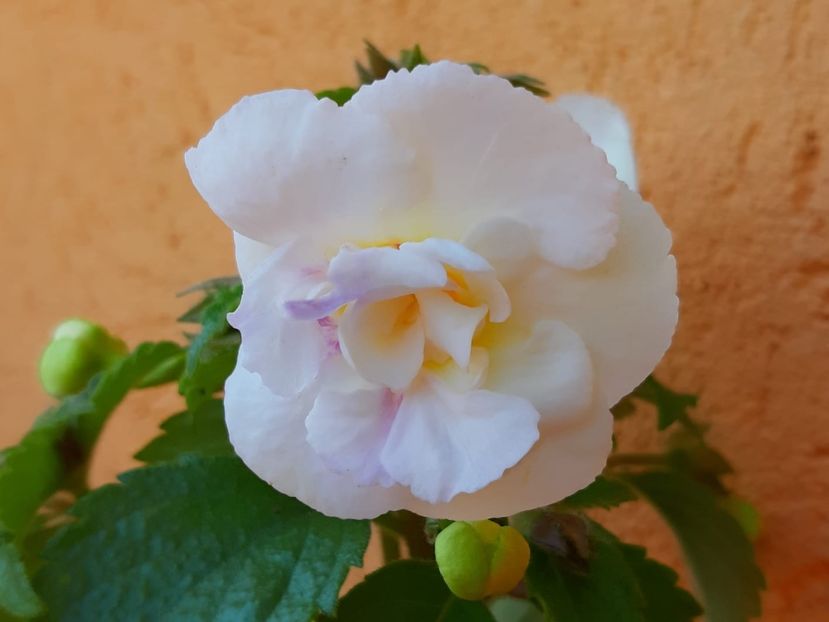 BriD’s Diana - Achi din semințe BriDs 2019