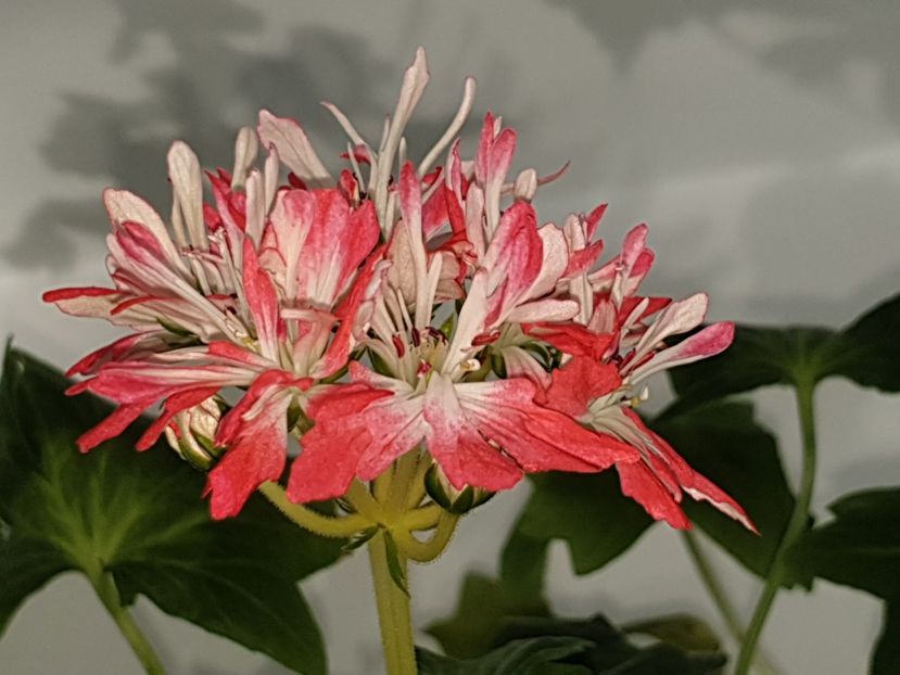  - Butterfly Brian West