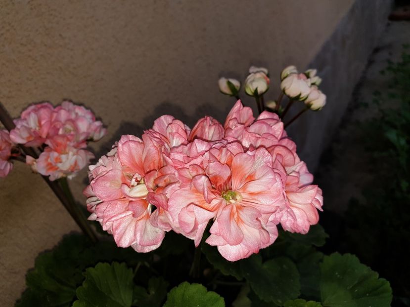  - Fischers Appleblossom