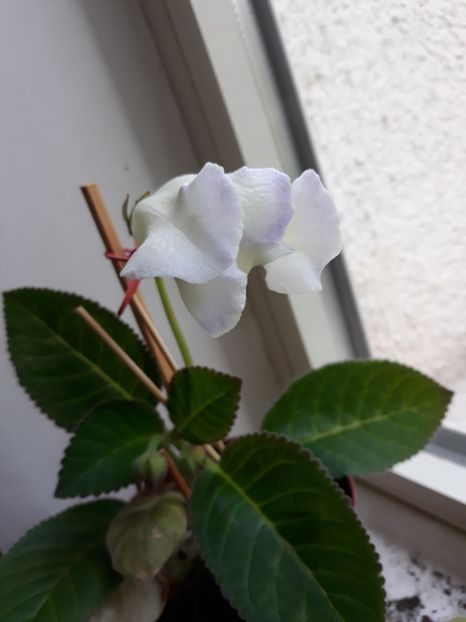  - gloxinii_2019